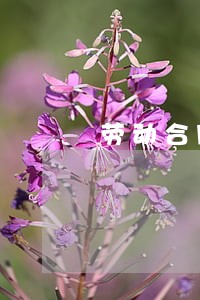 劳动合同法 合同订立 劳动合同法 合同订立